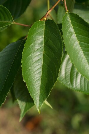 Prunus 'Accolade' 40-60 cm wortelgoed 5-8 tak struik - afbeelding 5