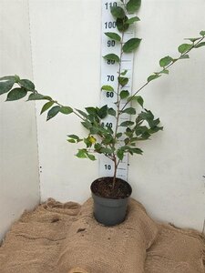 Prunus 'Accolade' 60-80 cm cont. 7,5L