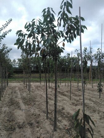Prunus a. 'Early Rivers'(lindekers) 10-12 Hoogstam wortelgoed - afbeelding 5
