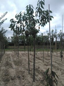 Prunus a. 'Early Rivers'(lindekers) 10-12 Hoogstam wortelgoed - afbeelding 5