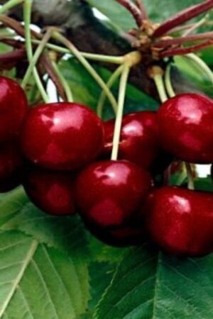 Prunus a. 'Early Rivers'(lindekers) 10-12 Hoogstam wortelgoed - afbeelding 3