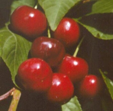 Prunus a. 'Early Rivers'(lindekers) 10-12 Hoogstam wortelgoed - afbeelding 7