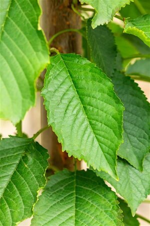 Prunus a. 'Early Rivers'(lindekers) 14-16 Hoogstam draadkluit 2 X verplant - afbeelding 4