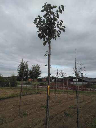 Prunus a. 'Early Rivers'(lindekers) 8-10 Hoogstam wortelgoed - afbeelding 5