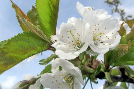 Prunus a. 'Early Rivers'(lindekers) dubbele U met rek wortelgoed - afbeelding 5