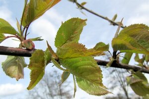 Prunus a. 'Early Rivers'(lindekers) dubbele U met rek wortelgoed - afbeelding 6