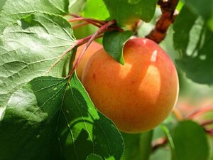 Prunus ar. 'Hongaarse' 20-25 Hoogstam draadkluit 4 X verplant