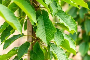 Prunus a. 'Hedelf. Riesenkirsche' 18-20 Hoogstam draadkluit 3 X verplant - afbeelding 2