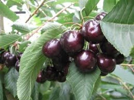 Prunus a. 'Hedelf. Riesenkirsche' 6-8 Hoogstam wortelgoed - afbeelding 5