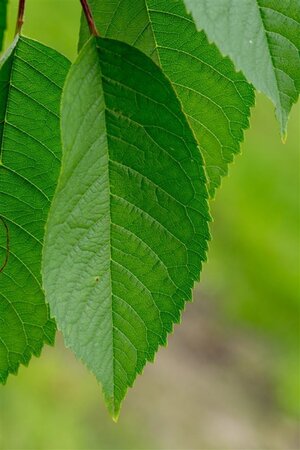 Prunus a. 'Hedelf. Riesenkirsche' dubbele U met rek wortelgoed - afbeelding 2
