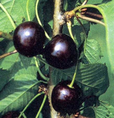 Prunus a. 'Karina' 10-12 Halfstam wortelgoed