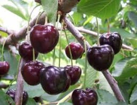 Prunus a. 'Kordia' 10-12 Hoogstam wortelgoed - afbeelding 2