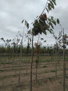 Prunus a. 'Kordia' 10-12 Hoogstam wortelgoed - afbeelding 3