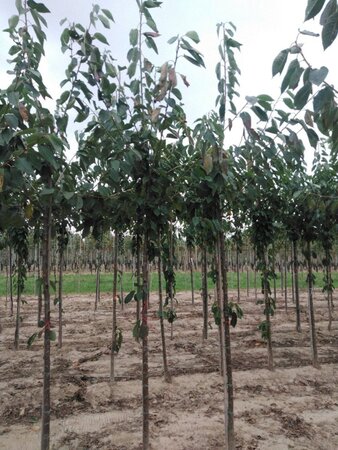 Prunus a. 'Kordia' 10-12 Hoogstam wortelgoed - afbeelding 4