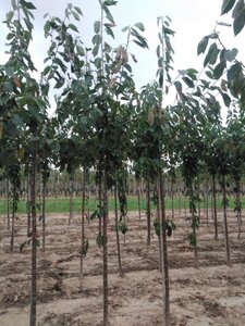 Prunus a. 'Kordia' 10-12 Hoogstam wortelgoed - afbeelding 4
