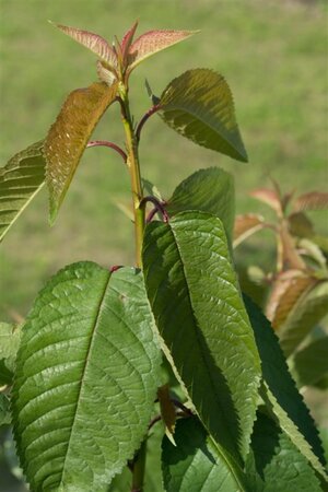 Prunus a. 'Kordia' dubbele U met rek wortelgoed - afbeelding 2