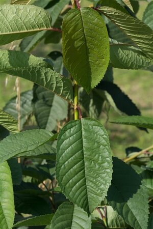 Prunus a. 'Kordia' halfstam wortelgoed leiboom 3 etages - afbeelding 3
