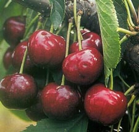 Prunus a. 'Lapins' 6-8 Hoogstam wortelgoed - afbeelding 4