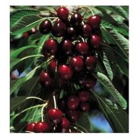 Prunus a. 'Lapins' 6-8 Hoogstam wortelgoed - afbeelding 3