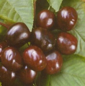 Prunus a. 'Merchant' 8-10 Hoogstam wortelgoed