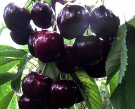 Prunus a. 'Octavia' 6-8 Hoogstam wortelgoed - afbeelding 2