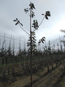 Prunus a. 'Plena' 10-12 Hoogstam wortelgoed