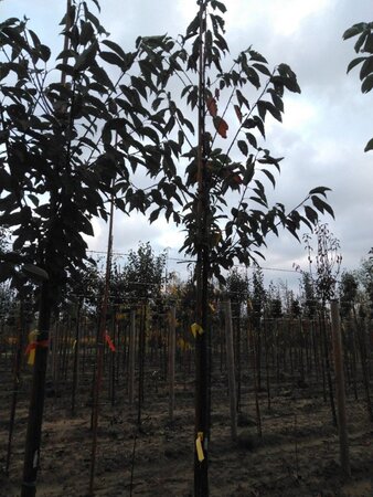 Prunus a. 'Plena' 12-14 Hoogstam wortelgoed 2 X verplant