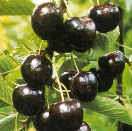 Prunus a. 'Regina' (middel) 12-14 Halfstam wortelgoed - afbeelding 1