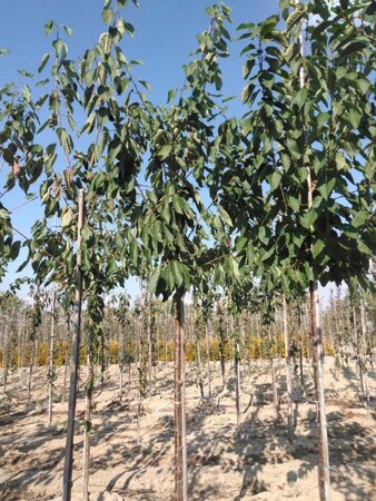 Prunus a. 'Regina' (middel) 12-14 Hoogstam draadkluit 2 X verplant - afbeelding 2