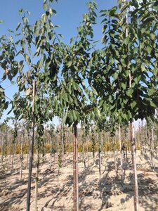 Prunus a. 'Regina' (middel) 12-14 Hoogstam draadkluit 2 X verplant - afbeelding 2