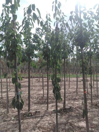 Prunus a. 'Regina' (middel) 6-8 Hoogstam wortelgoed - afbeelding 2