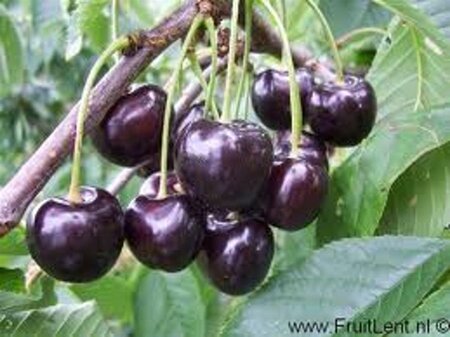 Prunus a. 'Regina' (middel) 8-10 Halfstam wortelgoed - afbeelding 2