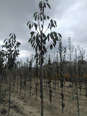 Prunus a. 'Schneid. Späte Knorpel.' 10-12 Hoogstam wortelgoed