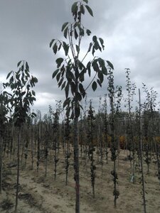 Prunus a. 'Schneid. Späte Knorpel.' 10-12 Hoogstam wortelgoed