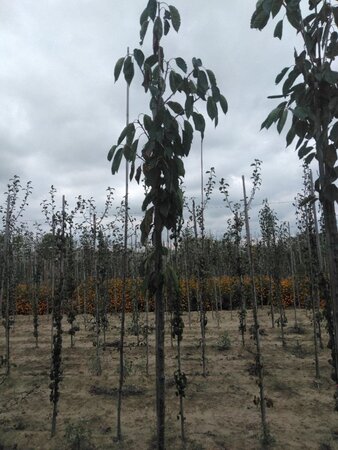 Prunus a. 'Schneid. Späte Knorpel.' 6-8 Hoogstam wortelgoed