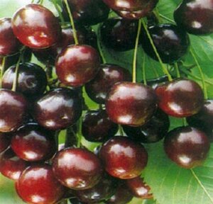 Prunus a. 'Summit' 6-8 Hoogstam wortelgoed - afbeelding 2