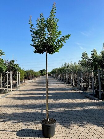 Prunus ar. 'Tros Oranje' 10-12 Hoogstam cont. 45L