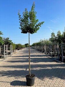 Prunus ar. 'Tros Oranje' 10-12 Hoogstam cont. 45L