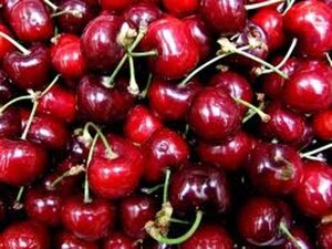 Prunus a. 'Van' (laat) 8-10 Halfstam wortelgoed