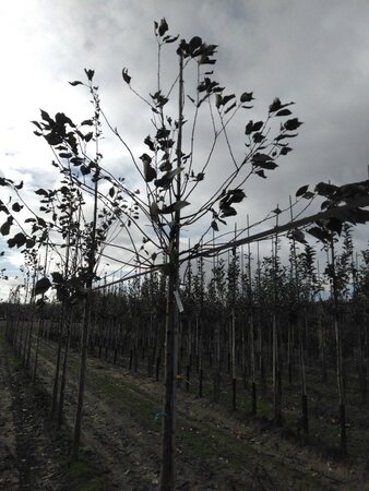 Prunus avium= boskers 14-16 Hoogstam wortelgoed 2 X verplant - afbeelding 1