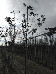 Prunus avium= boskers 14-16 Hoogstam wortelgoed 2 X verplant - afbeelding 1