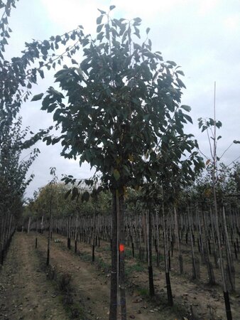 Prunus avium= boskers 14-16 Hoogstam wortelgoed 2 X verplant - afbeelding 3