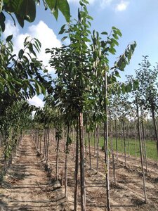 Prunus avium= boskers 14-16 Hoogstam wortelgoed 2 X verplant - afbeelding 2