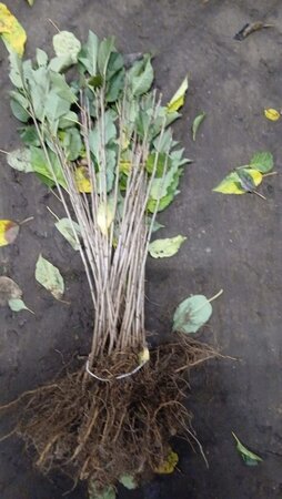 Prunus avium= boskers 40-60 cm wortelgoed 1-jarige zaailingen - afbeelding 4