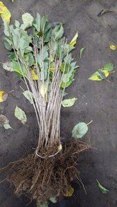 Prunus avium= boskers 40-60 cm wortelgoed 1-jarige zaailingen - afbeelding 4