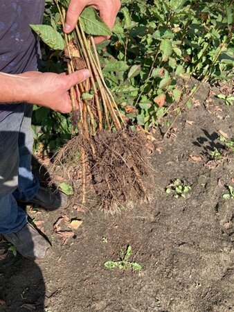 Prunus avium= boskers 40-60 cm wortelgoed 1-jarige zaailingen - afbeelding 1