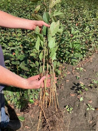 Prunus avium= boskers 40-60 cm wortelgoed 1-jarige zaailingen - afbeelding 2