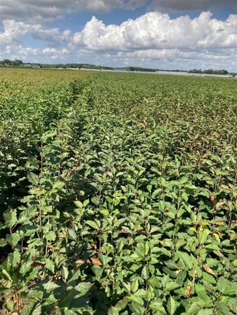 Prunus avium= boskers 40-60 cm wortelgoed 1-jarige zaailingen - afbeelding 3