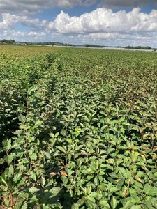 Prunus avium= boskers 40-60 cm wortelgoed 1-jarige zaailingen - afbeelding 3