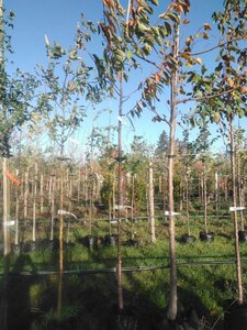 Prunus avium= boskers 8-10 Hoogstam BAG